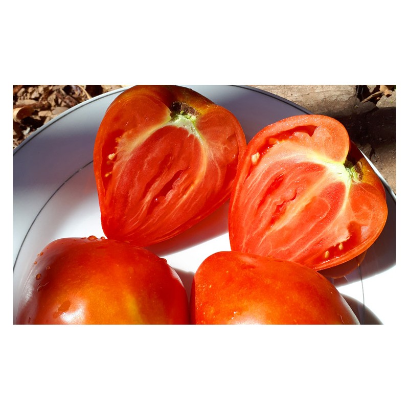 Tomate cœur de Bœuf Red Reif rouge semences bio boutique en ligne
