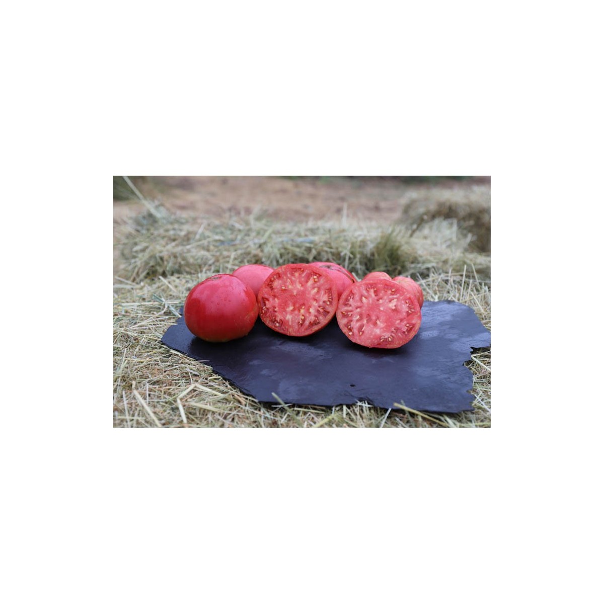 Tomate Prudens semences bio