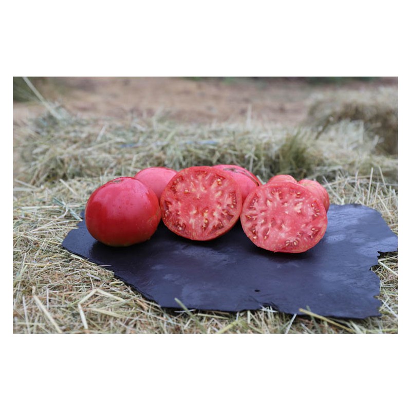 Tomate Prudens semences bio