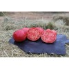 Tomate Prudens semences bio
