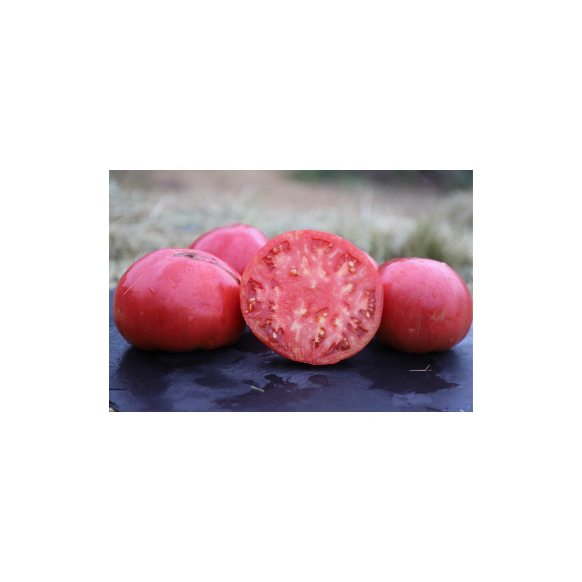 Tomate Prudens