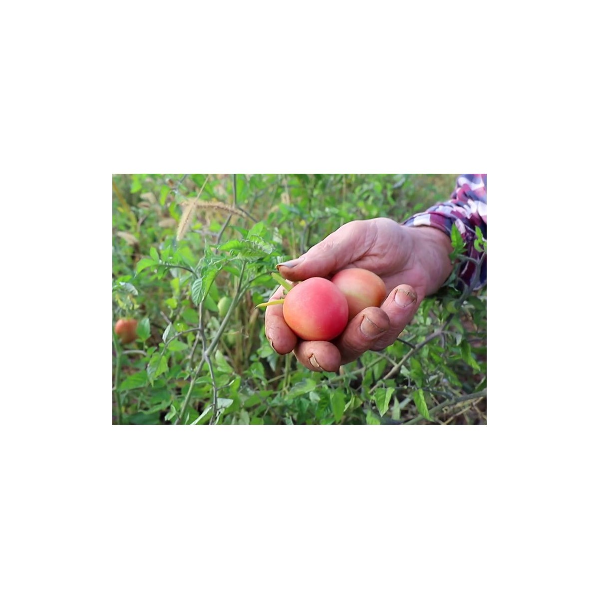 Tomate Pêche Rose semences bio Pascal Poot