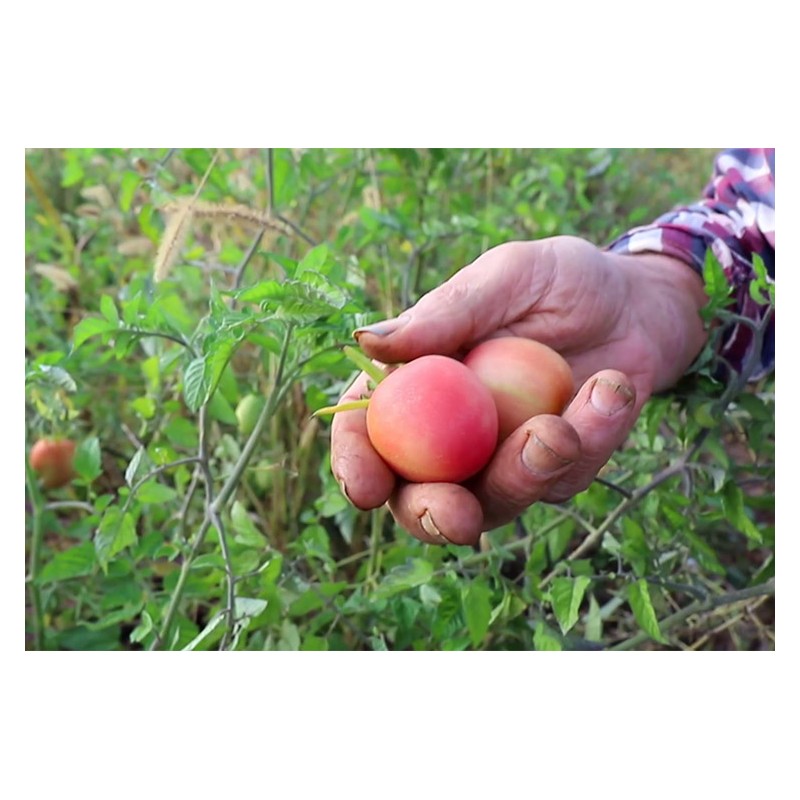 Tomate Pêche Rose semences bio Pascal Poot