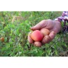 Tomate Pêche Rose semences bio Pascal Poot