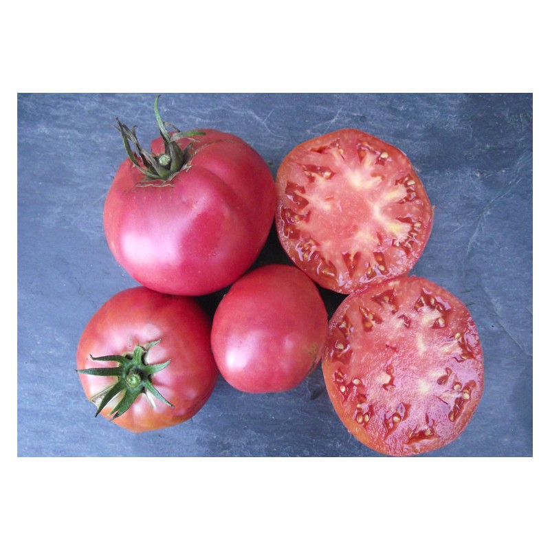 Tomate Italienne Pourpre