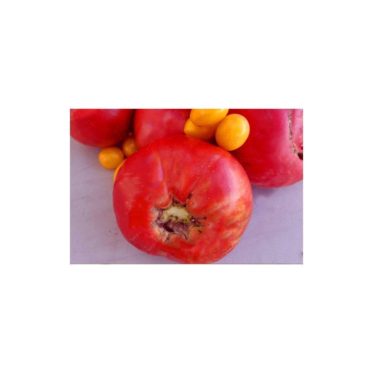 Semences de tomates Italienne Pourpre semences biologiques Pascal Poot
