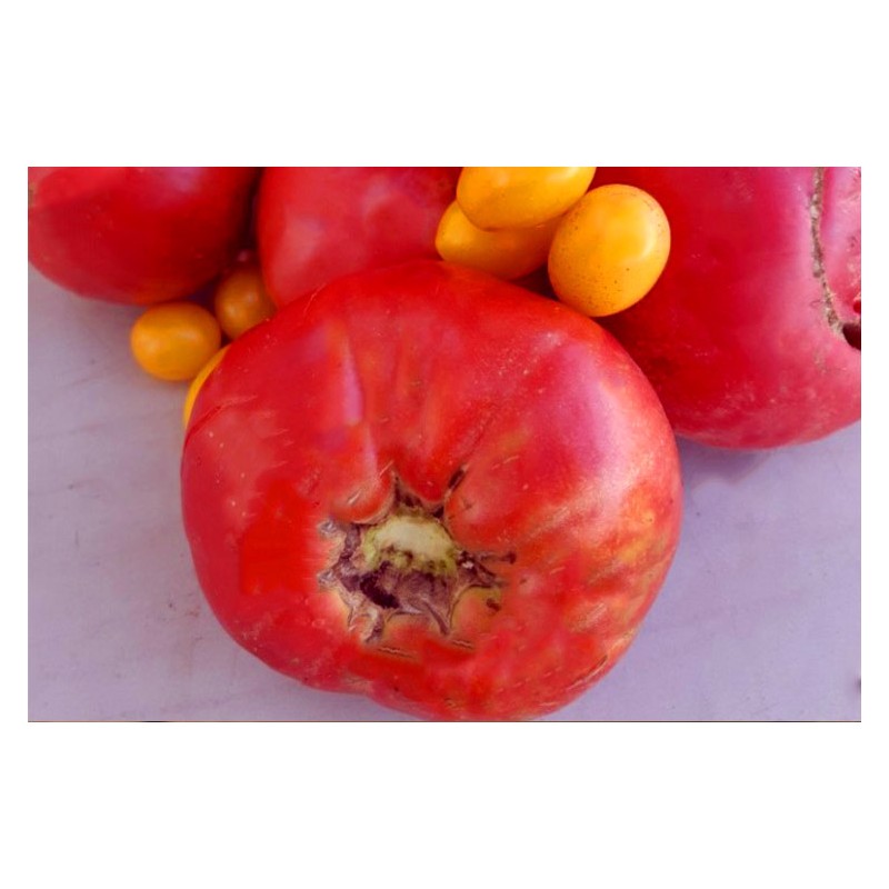 Semences de tomates Italienne Pourpre semences biologiques Pascal Poot