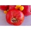 Semences de tomates Italienne Pourpre semences biologiques Pascal Poot