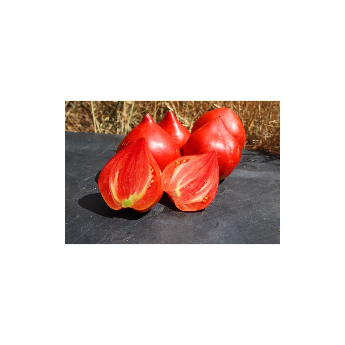 Tomate cœur de bœuf Téton de Vénus