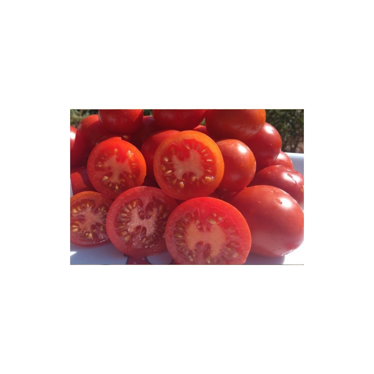 Tomate Ailsa Craig