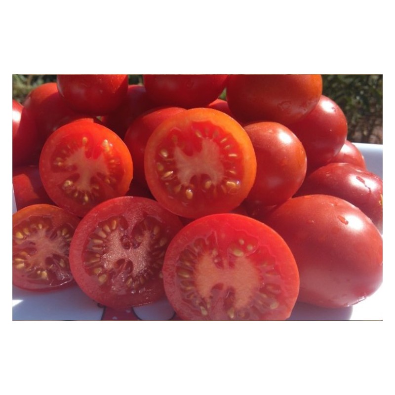 Tomate Ailsa Craig