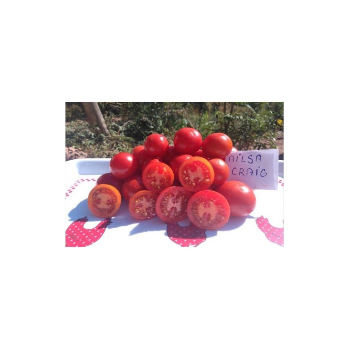 Tomate Ailsa Craig précoce semences biologiques Pascal Poot