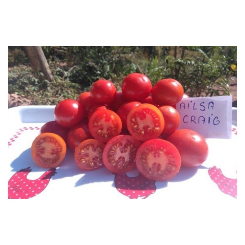 Tomate Ailsa Craig précoce semences biologiques Pascal Poot