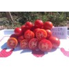 Tomate Ailsa Craig précoce semences biologiques Pascal Poot