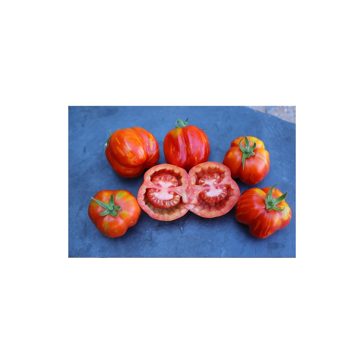 Tomate Bigarré Caverneuse semences biologiques