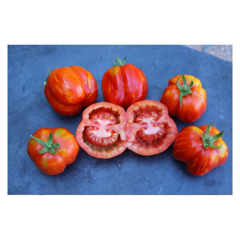 Tomate Bigarré Caverneuse semences biologiques