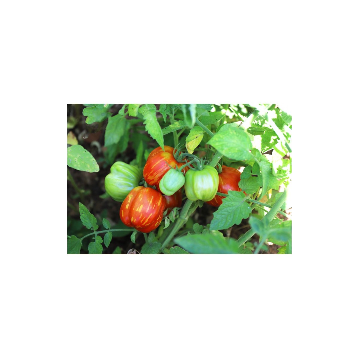 Tomate Bigarré Caverneuse semences biologiques