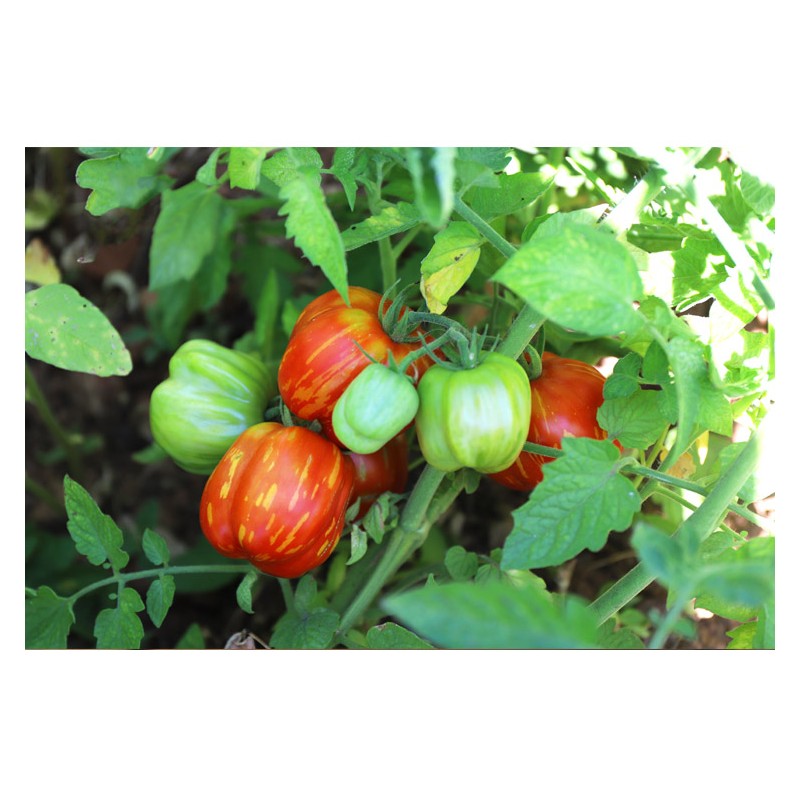Tomate Bigarré Caverneuse semences biologiques