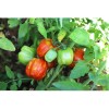 Tomate Bigarré Caverneuse semences biologiques