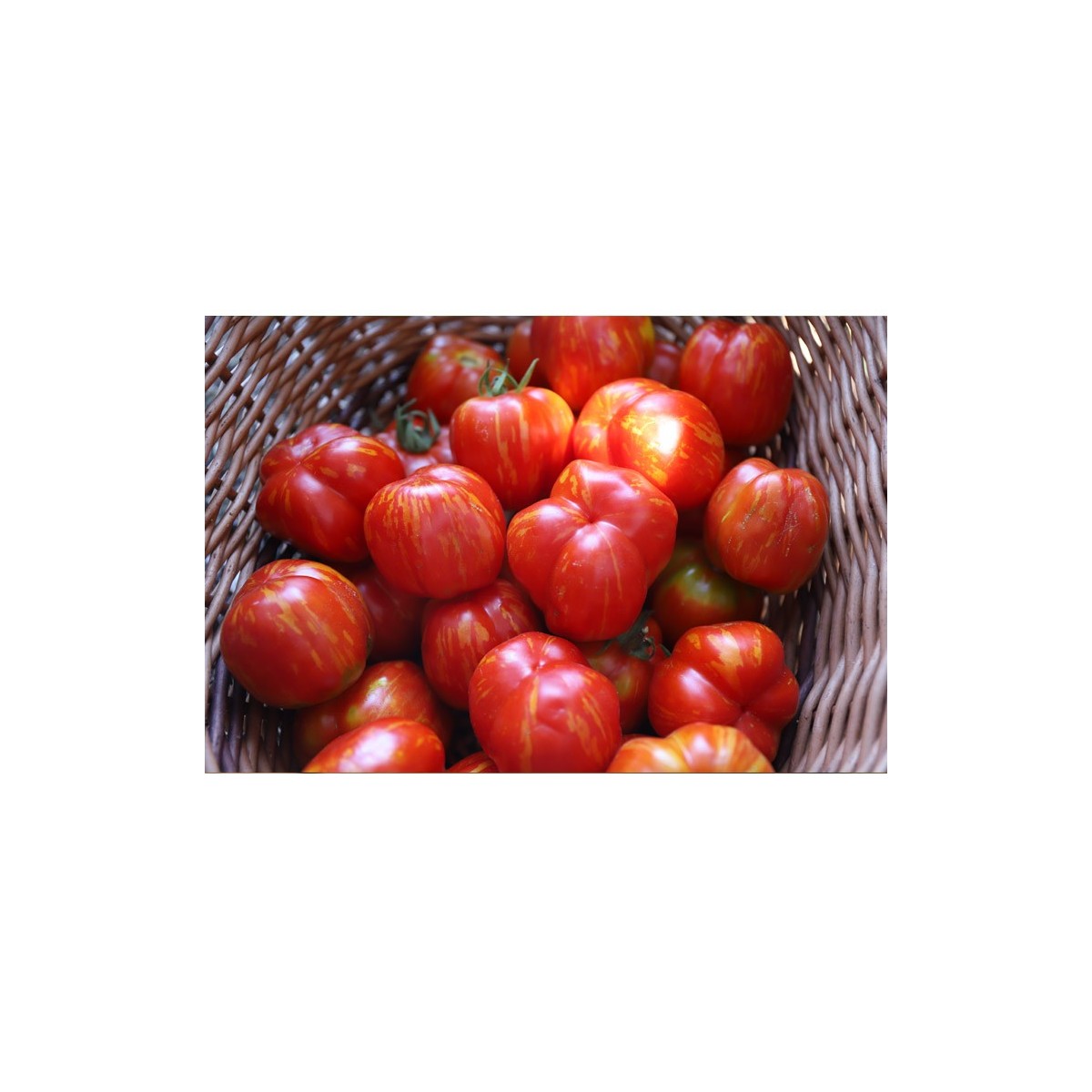 Tomate Bigarré Caverneuse semences biologiques