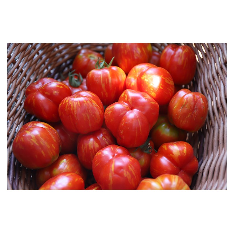 Tomate Bigarré Caverneuse semences biologiques