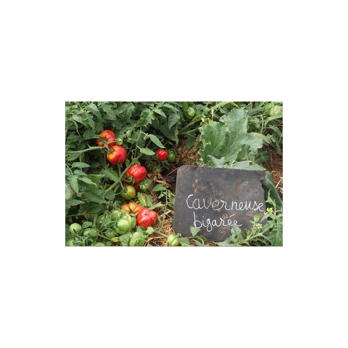 Tomate Bigarré Caverneuse semences biologiques