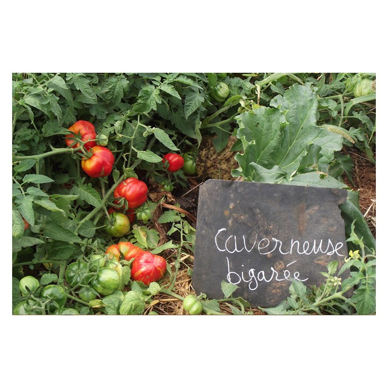 Tomate Bigarré Caverneuse semences biologiques