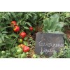 Tomate Bigarré Caverneuse semences biologiques
