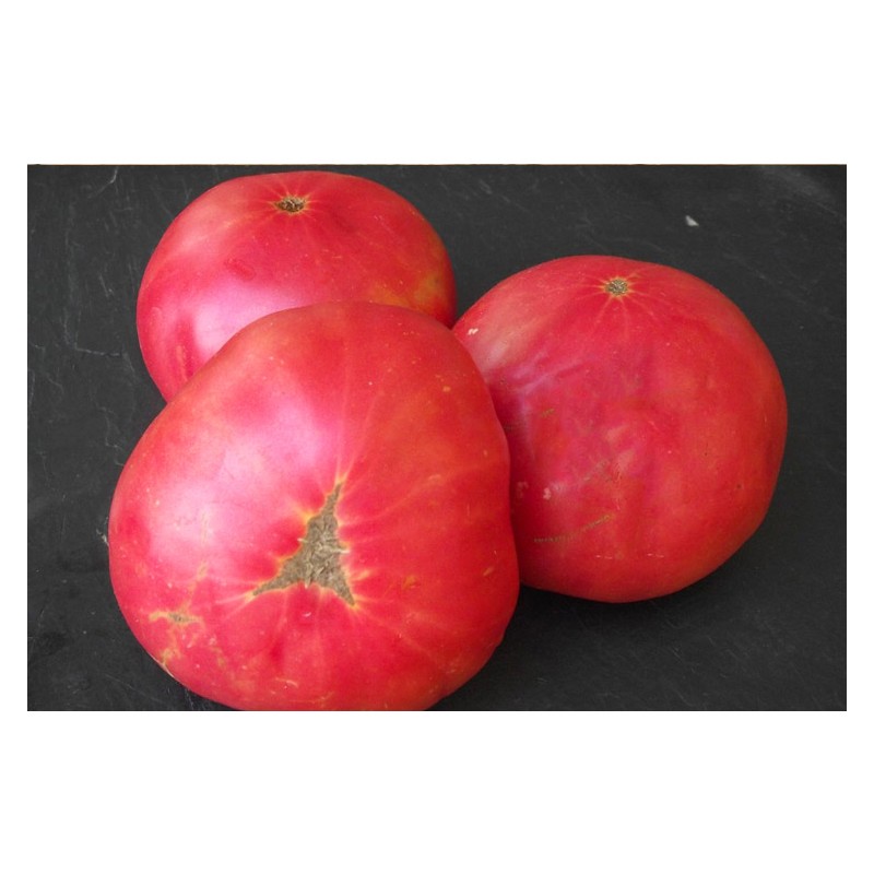 Tomate Brandywine rose