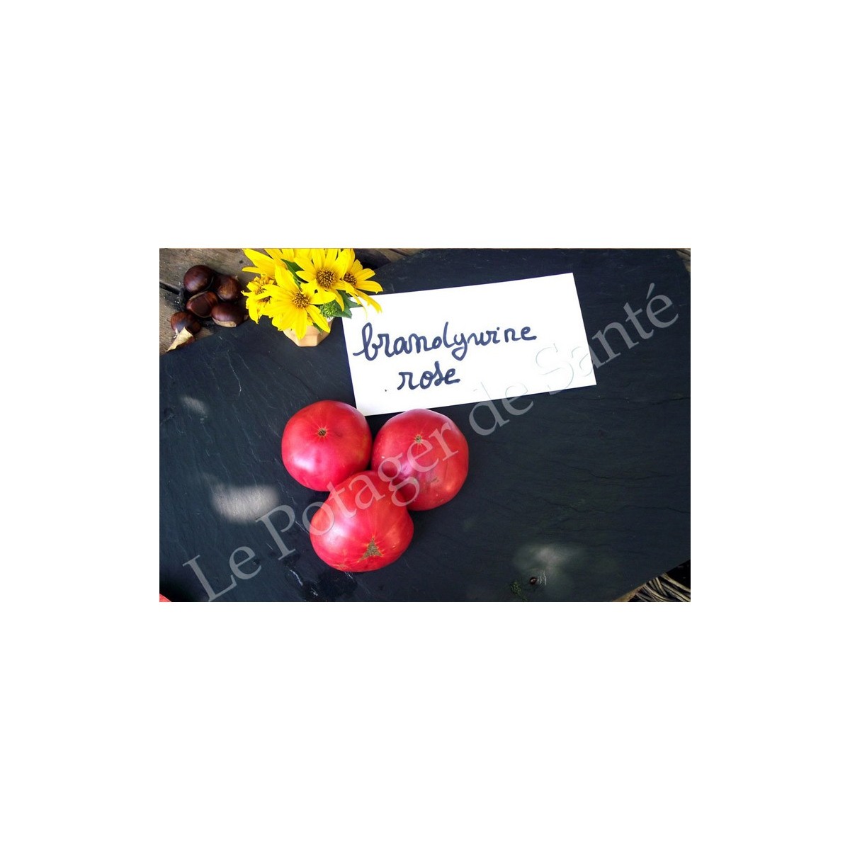 Tomates Brandywine rose semences biologiques Pascal Poot