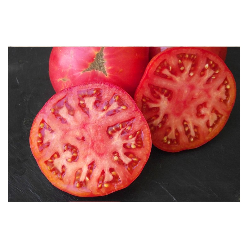 Tomates Brandywine rose semences biologiques Pascal Poot