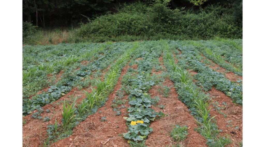 Les graines à privilégier pour un potager bio et productif