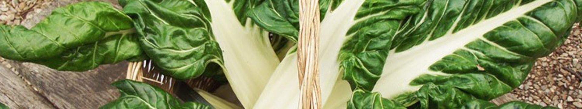 Semences de blettes, légumes très ancien