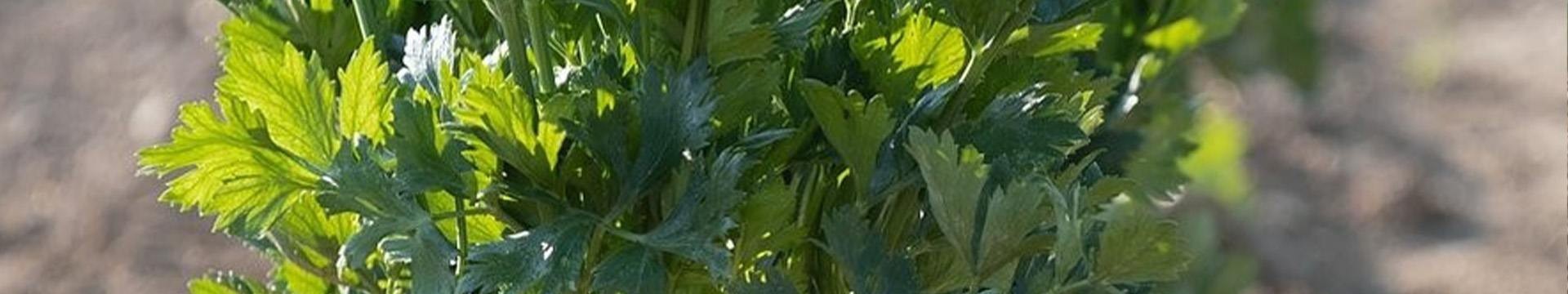 Semences de Cèleri, un légume à part entière