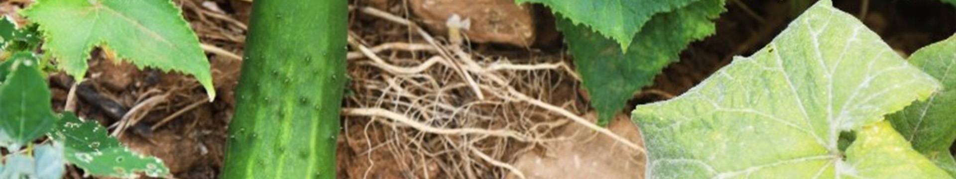 Semences  Bio de concombres : Variétés anciennes reproductibles