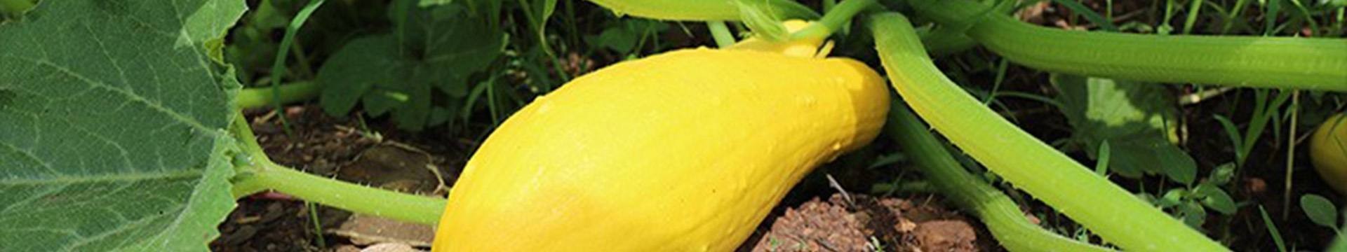 Courgettes variétés anciennes graines bio pour un Jardin écologique