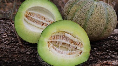 Melons