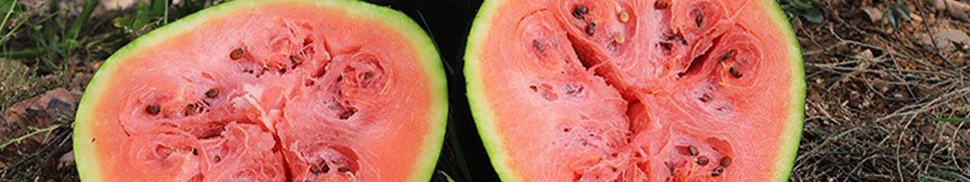 Semences de Pastèque bio variétés anciennes résistantes par Pascal Poot
