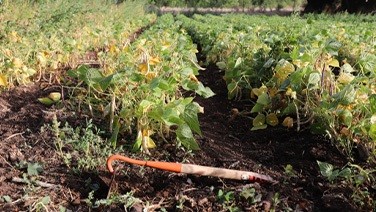 Haricots pois fèves