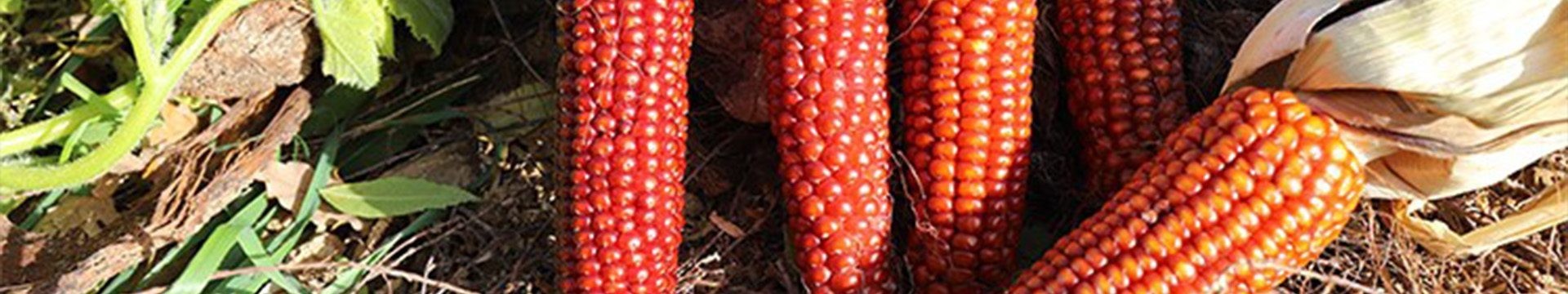 Graines bio de maïs : Variétés anciennes pour une culture durable