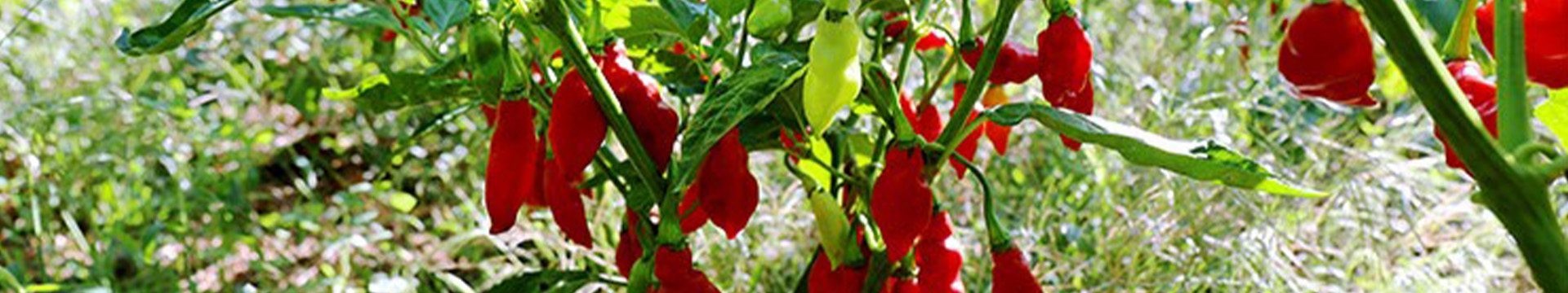Semences de Piments bio reproductibles Variétés anciennes résistantes