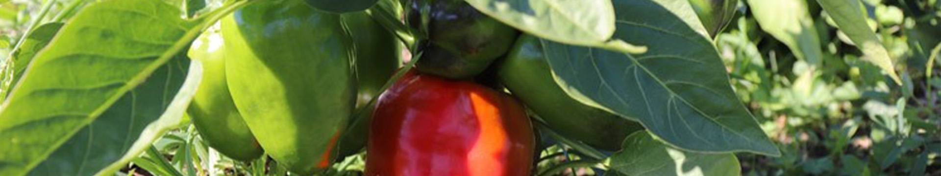 Semences de Poivrons bio reproductibles variétés anciennes résistantes