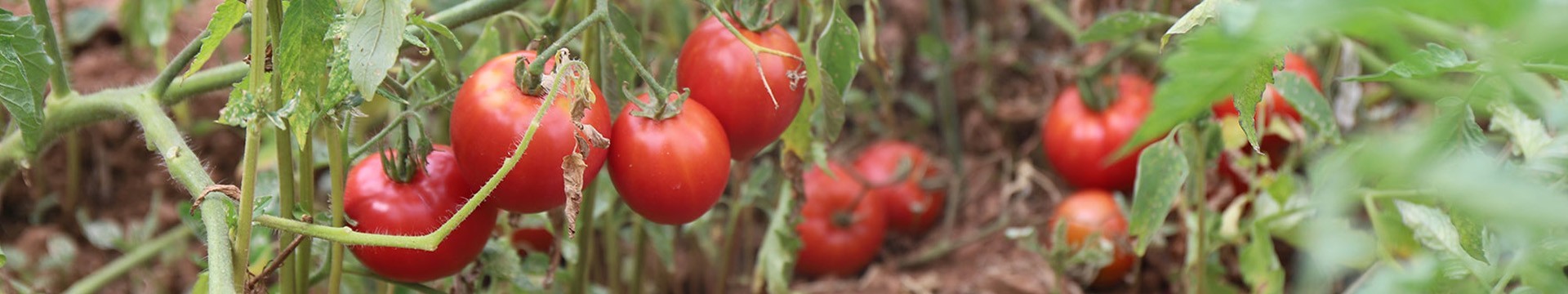 Des semences de tomates de couleur rouges et roses