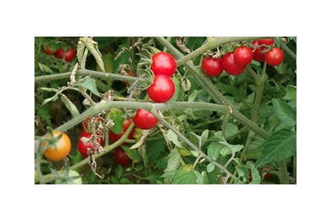 Semences de tomates cerises