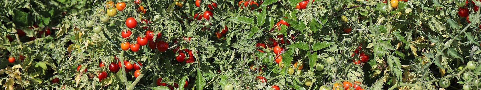 Semences de tomates cerises