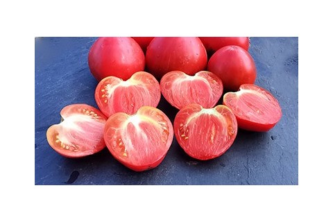 Tomates variétés anciennes bio