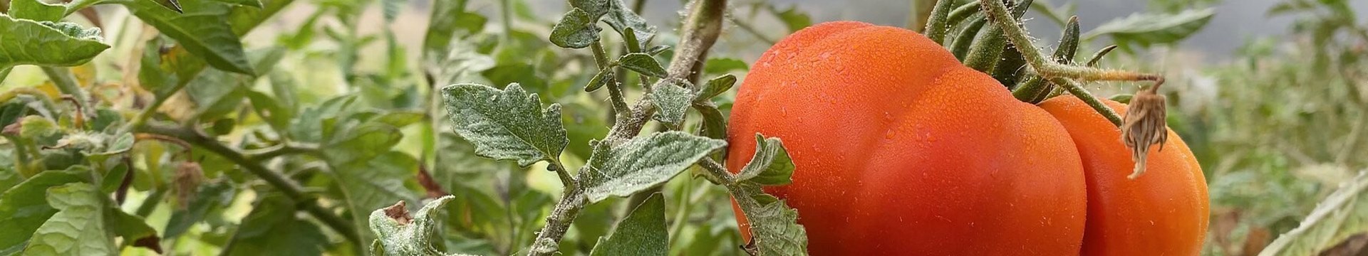 Tomates variétés anciennes graines bio reproductibles