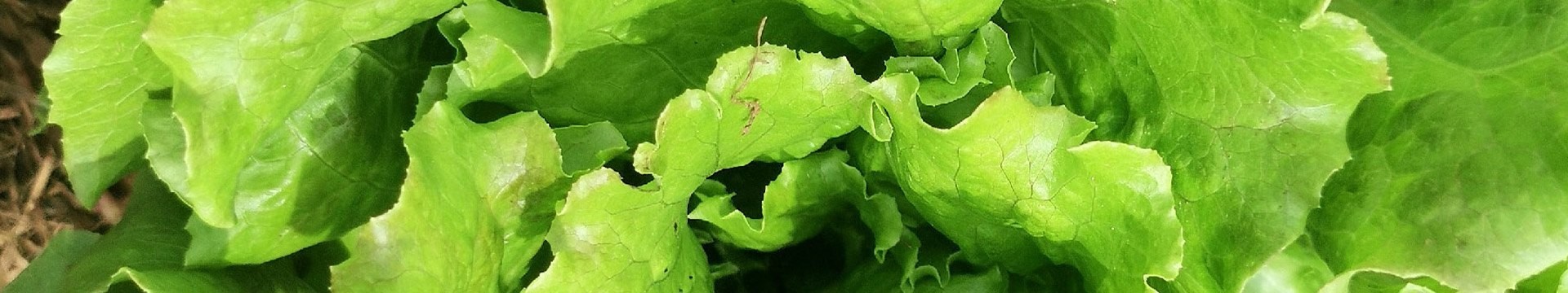 Légumes feuilles laitues blettes choux céleris épinards