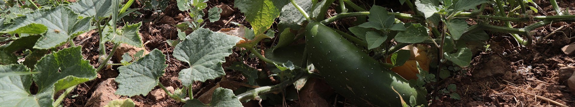 Semences bio de courgettes, poivrons, courges, aubergines