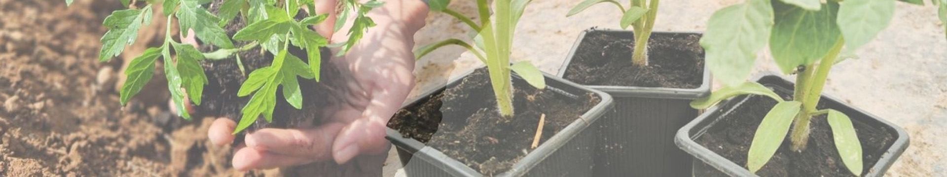 Nos plants soigneusement préparés et livrés chez vous directement